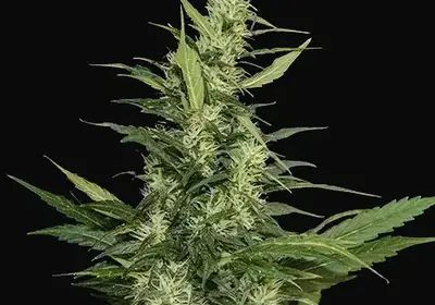 Amur Giant Auto