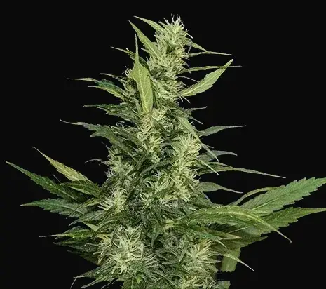 Amur Giant Auto