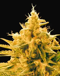Ananas Funk