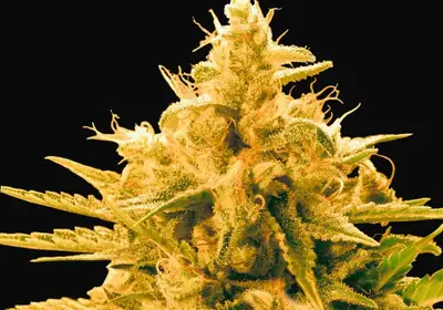 Ananas Funk