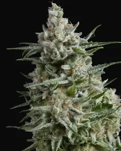Anesthesia CBD