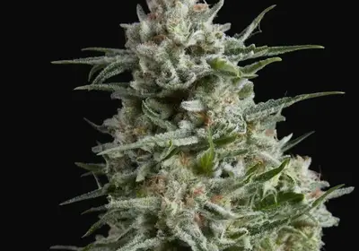 Anesthesia CBD