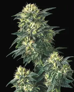 Anesthesia x Runtz