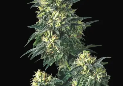Anesthesia x Runtz