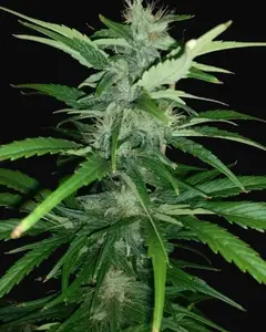 Angel Breath