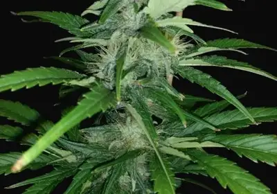 Angel Breath