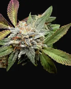 Anubis x Sunset Sherbet