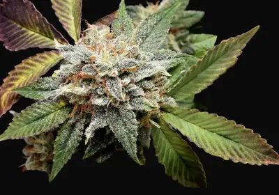 Anubis x Sunset Sherbet