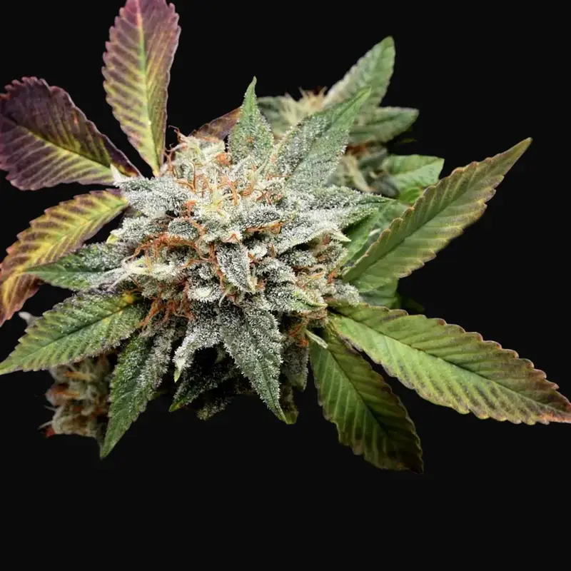 Anubis x Sunset Sherbet