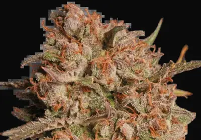Apollo Black Cherry Auto
