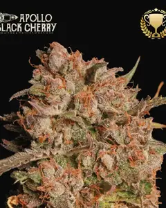 Apollo Black Cherry Auto