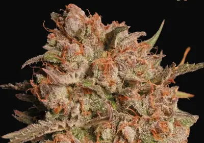 Apollo Black Cherry Auto