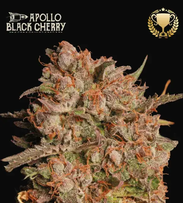 Apollo Black Cherry Auto