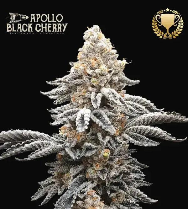 Apollo Black Cherry