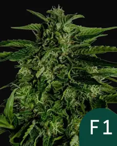 Apollo F1