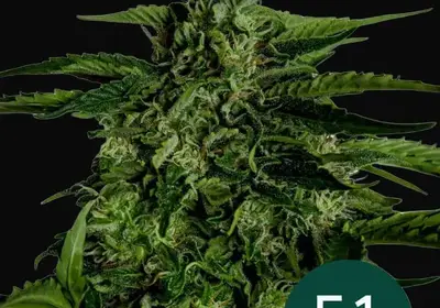 Apollo F1