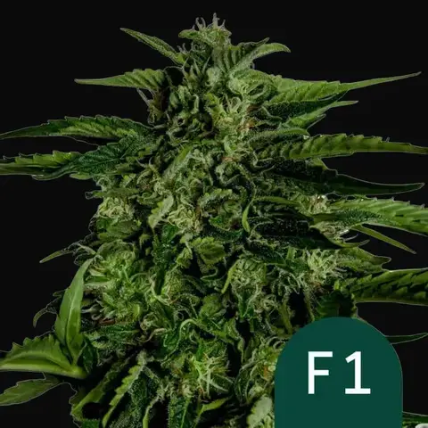 Apollo F1
