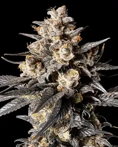 Apple Bananas