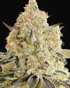 Apple Fritter