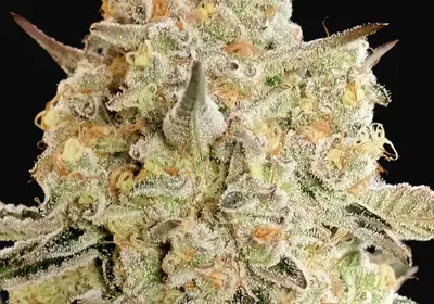 Apple Fritter
