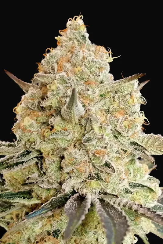 Apple Fritter