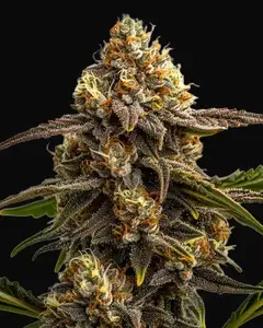Apple Fritter Autoflower
