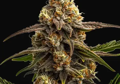 Apple Fritter Autoflower