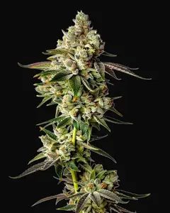 Apple Fritter Auto