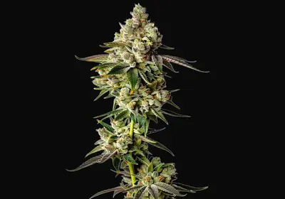 Apple Fritter Auto