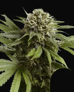 Apple Fritter Auto