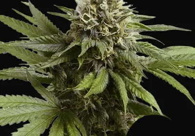 Apple Fritter Auto
