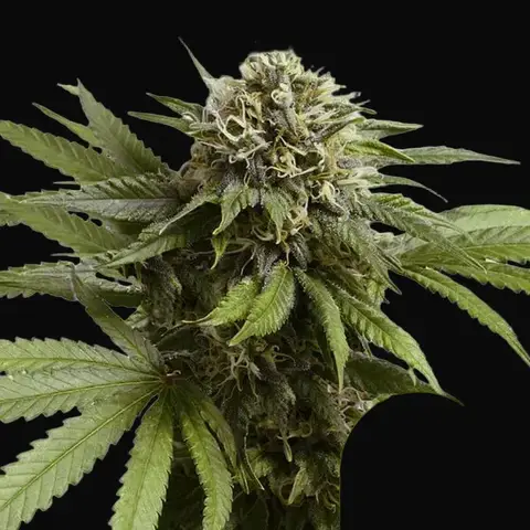Apple Fritter Auto