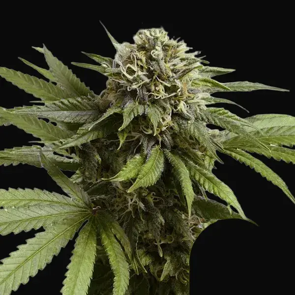 Apple Fritter Auto