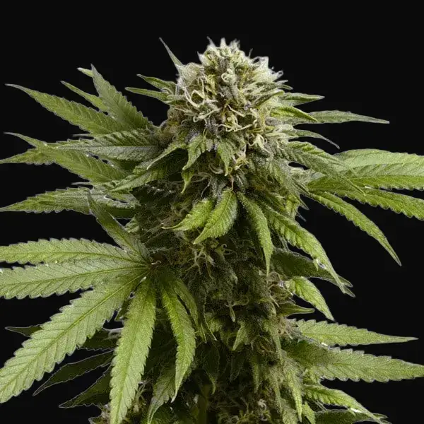 Apple Fritter Auto — zdjęcie 3