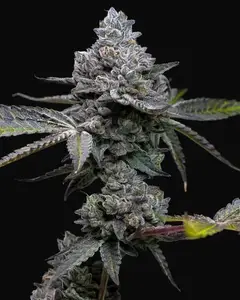 Apple Fritter