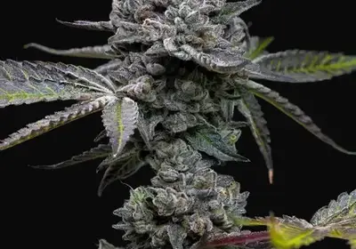 Apple Fritter