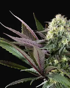 Apple Fritter