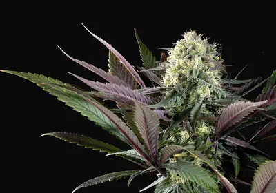 Apple Fritter