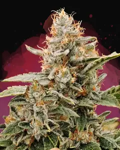 Apple Fritter