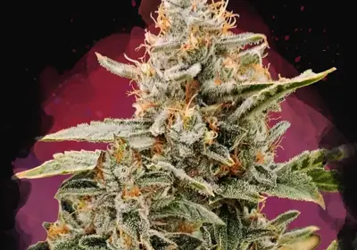 Apple Fritter