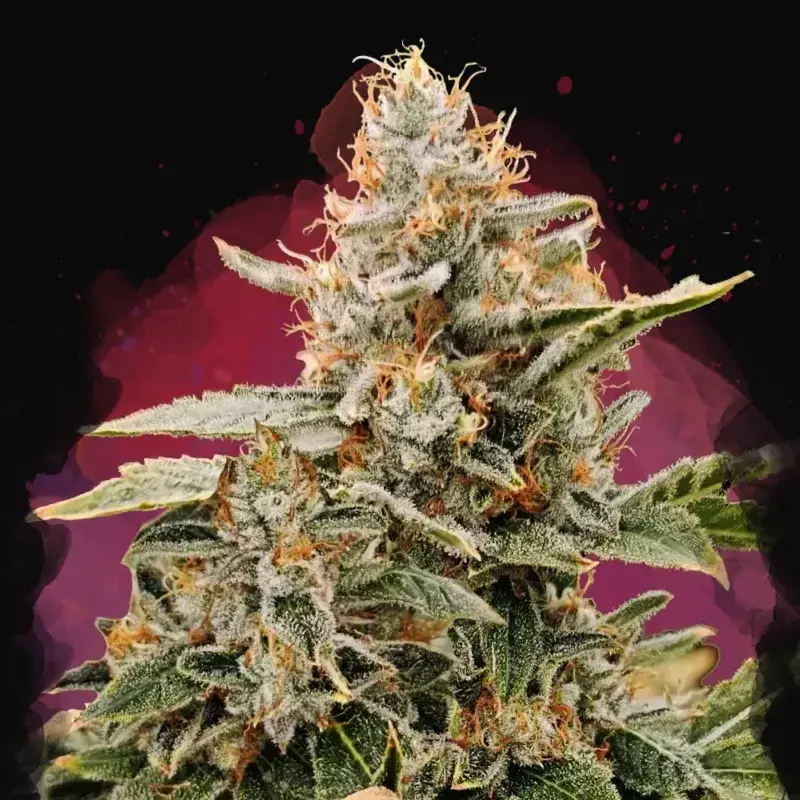 Apple Fritter