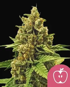 Apple Fritter