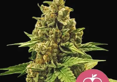 Apple Fritter