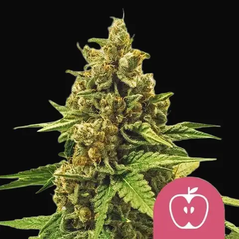 Apple Fritter