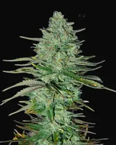 Apple Fritters Auto