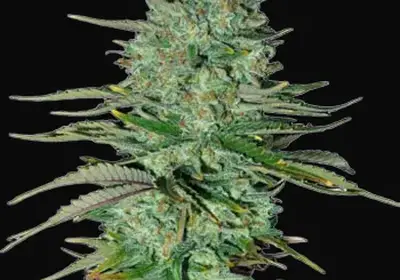 Apple Fritters Auto