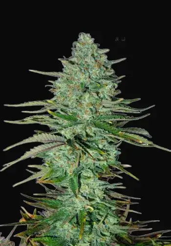 Apple Fritters Auto