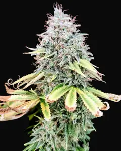 Apple OG