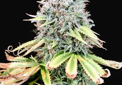 Apple OG