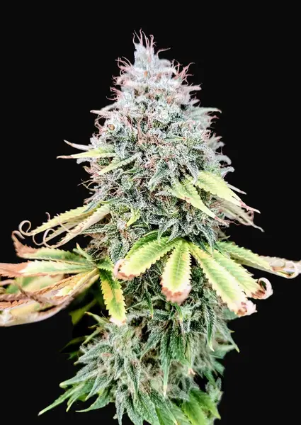 Apple OG